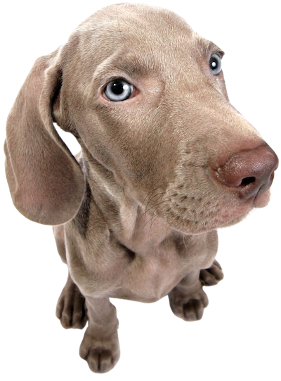 dog image 1